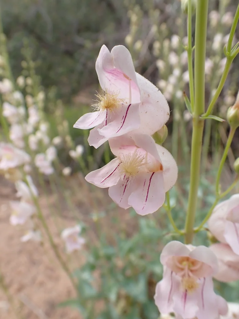 Penstemon Palmeri