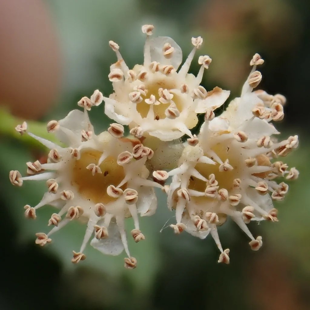 Prunus Ilicifolia Ssp. Ilicifolia