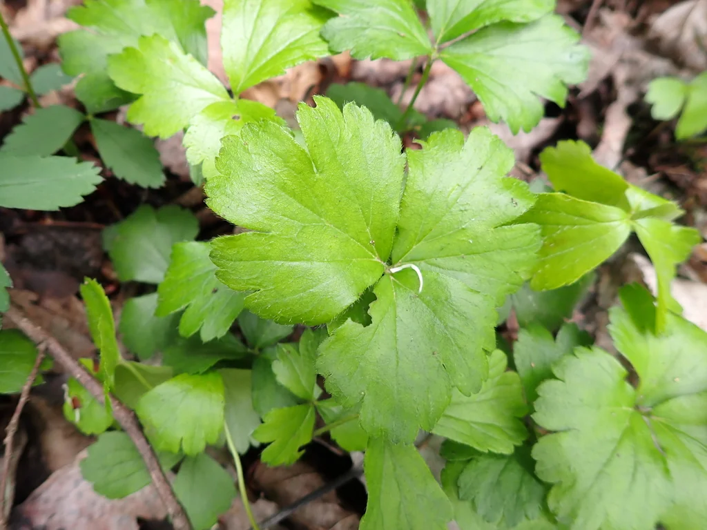 Waldsteinia Fragarioides