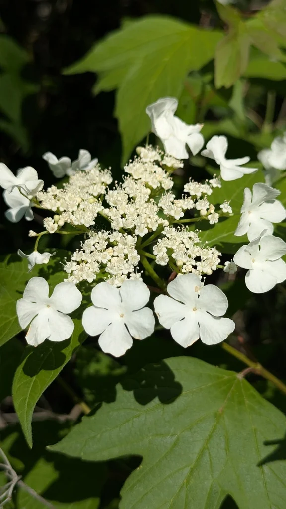 Viburnum Opulus Var. Americanum