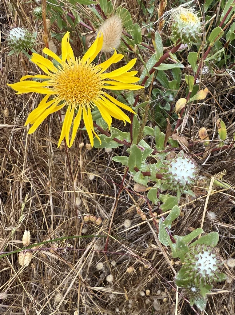 Grindelia Hirsutula