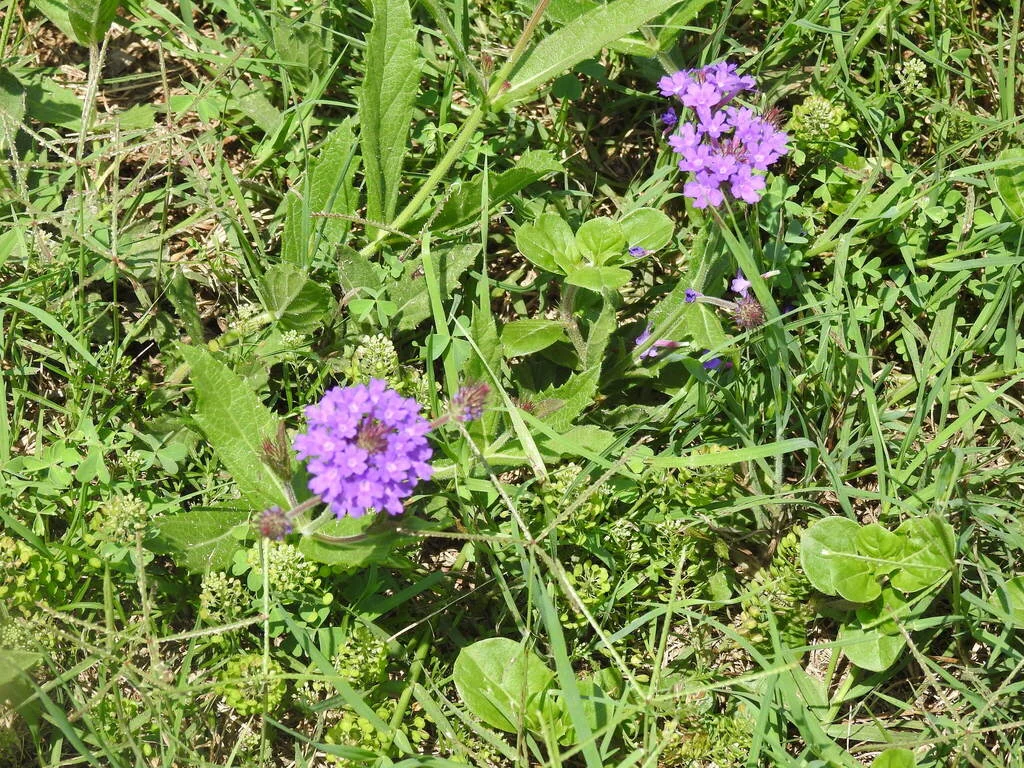 Verbena Rigida