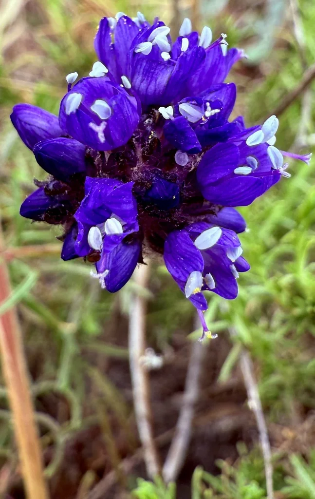 Gilia Capitata