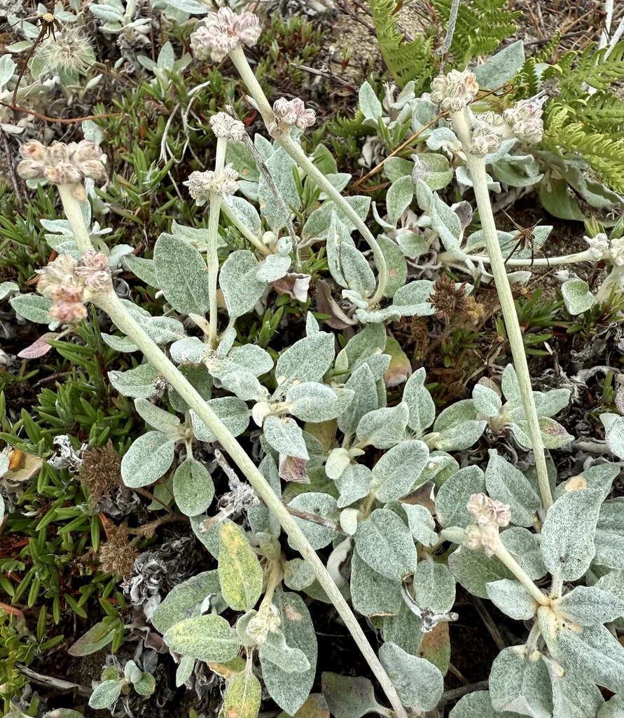 Eriogonum latifolium