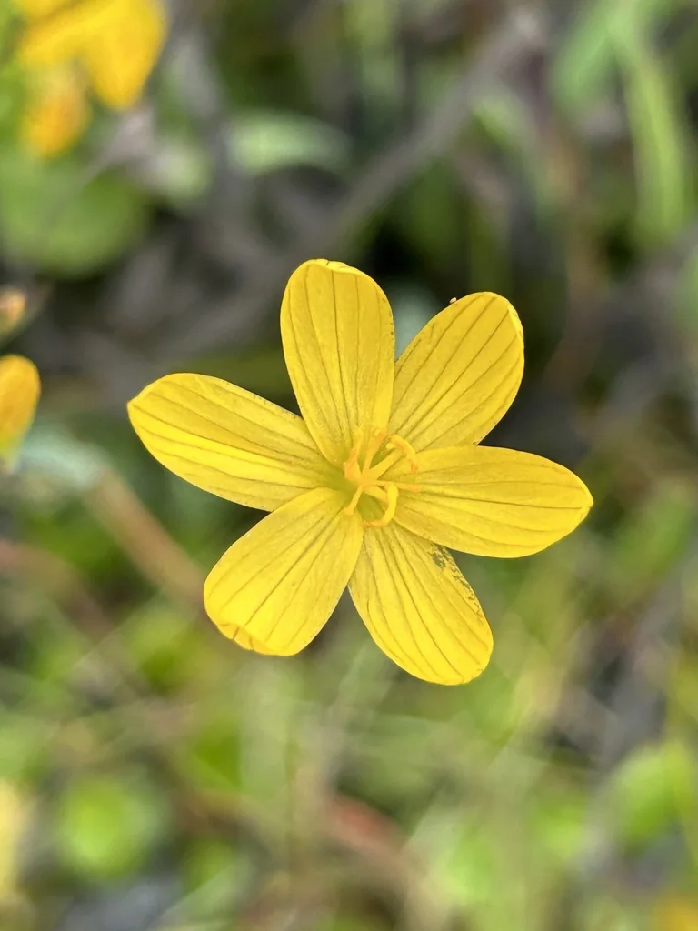 Sisyrinchium Californicum
