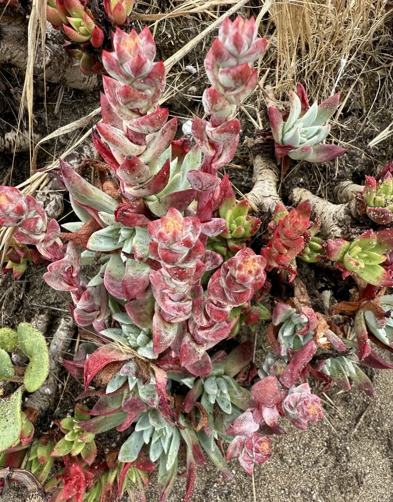 Dudleya Farinosa