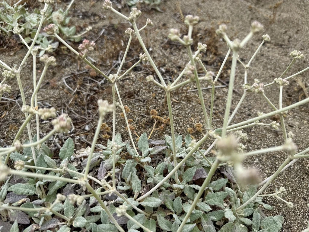 Eriogonum latifolium