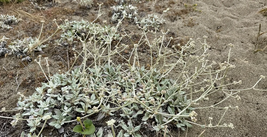 Eriogonum latifolium