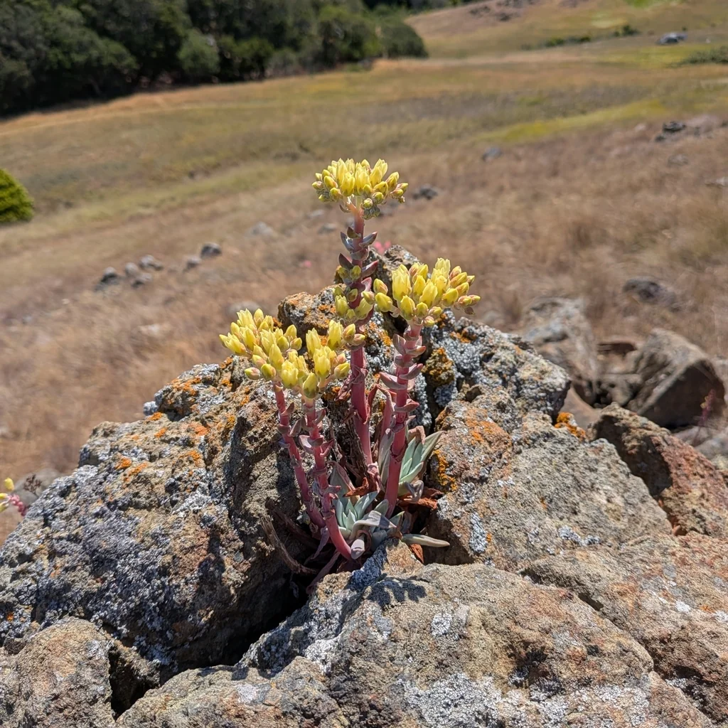 Dudleya Farinosa