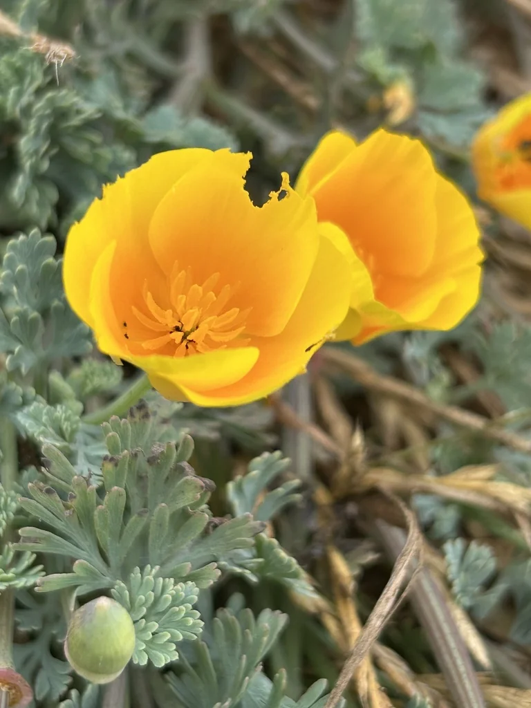 Eschscholzia Californica V. Maritima