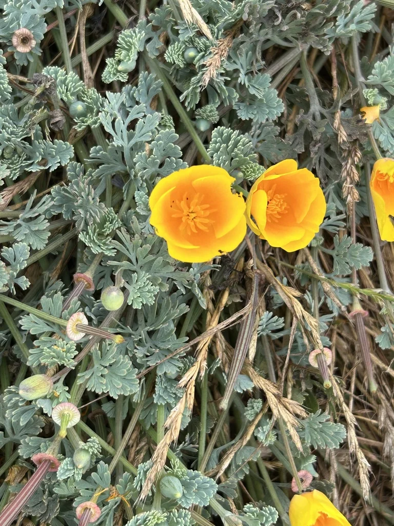 Eschscholzia Californica V. Maritima