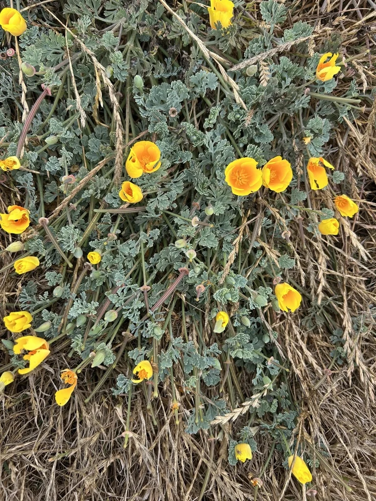 Eschscholzia Californica V. Maritima