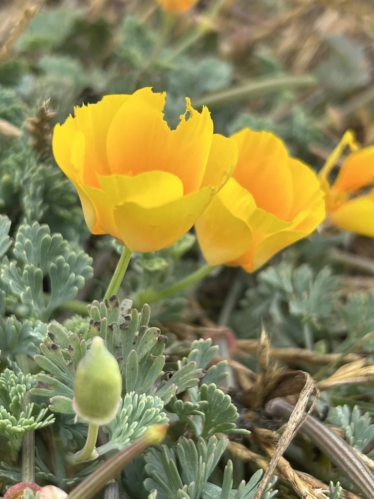 Eschscholzia Californica V. Maritima