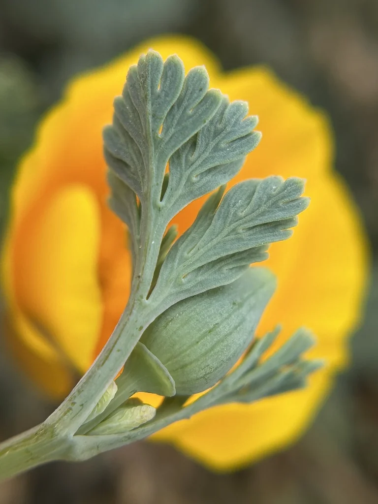 Eschscholzia Californica V. Maritima