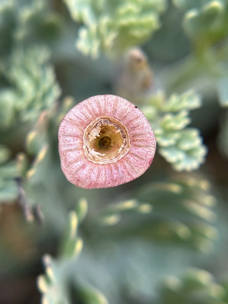 Eschscholzia Californica V. Maritima