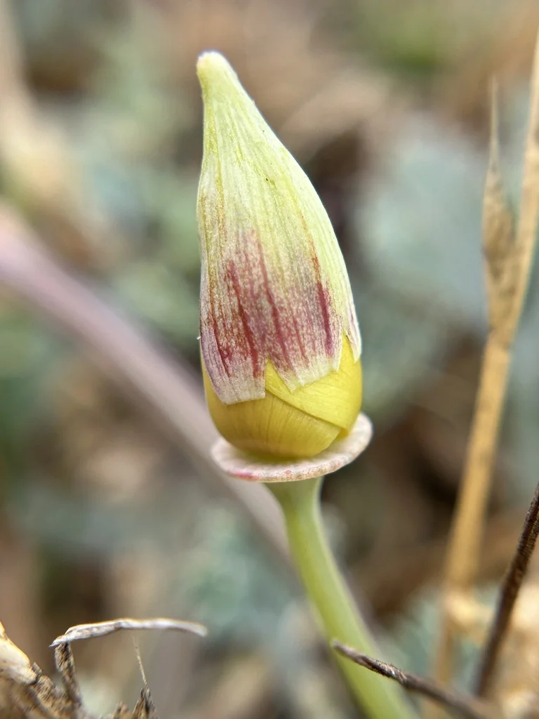 Eschscholzia Californica V. Maritima