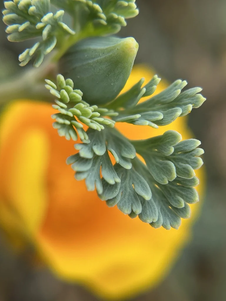 Eschscholzia Californica V. Maritima