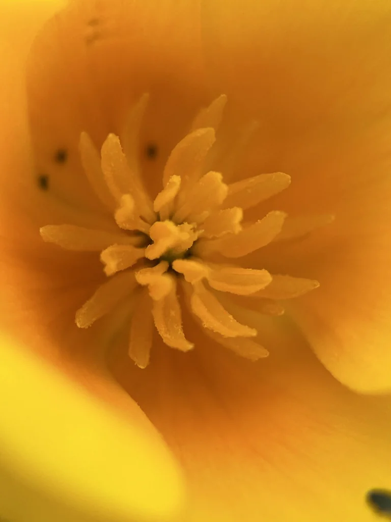 Eschscholzia Californica V. Maritima