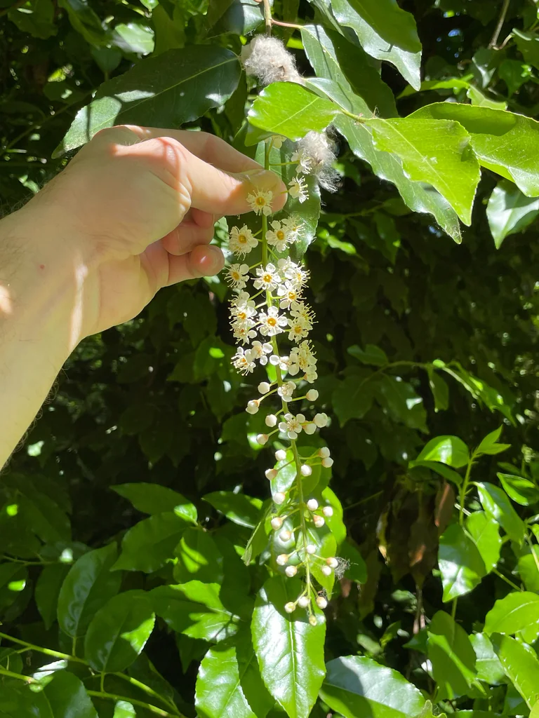 Prunus Lusitanica