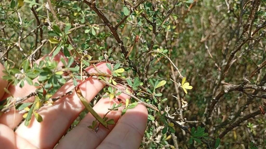 Caragana frutex