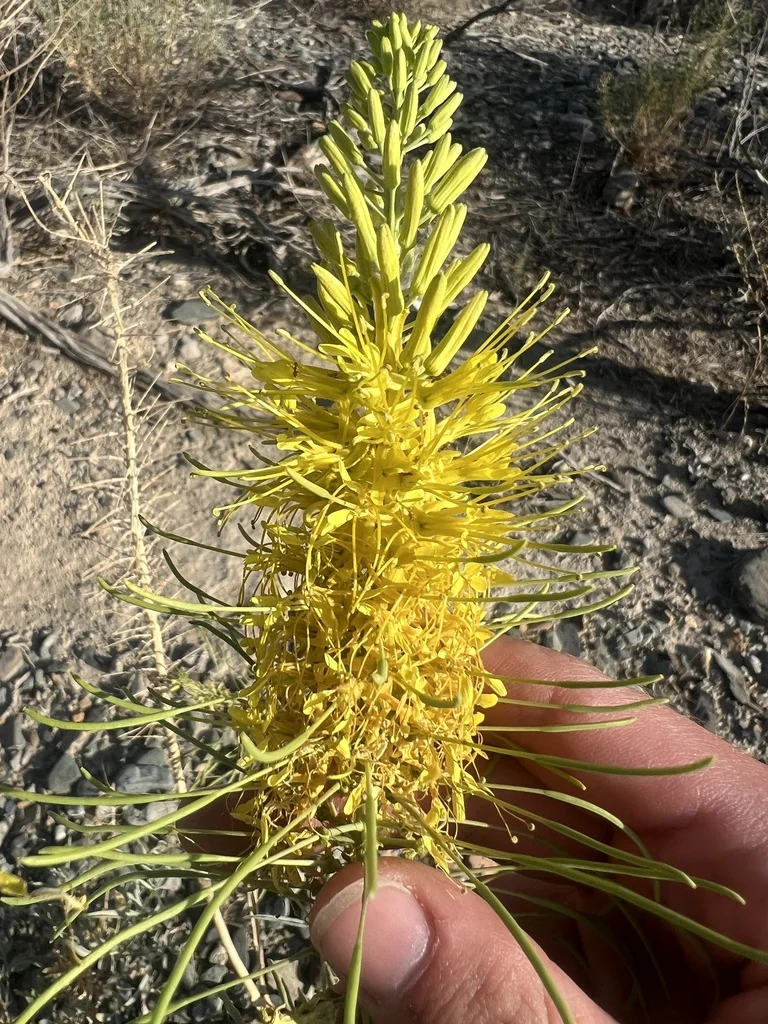 Stanleya Pinnata