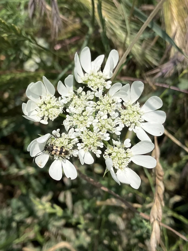 Orlaya Grandiflora