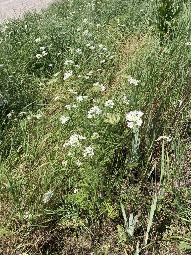 Orlaya Grandiflora