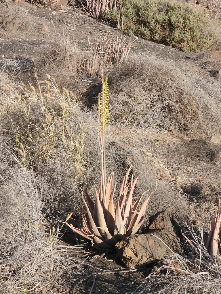 Aloe Vera