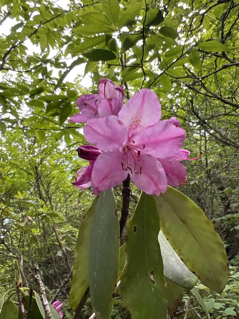 Rhododendron Catawbiense