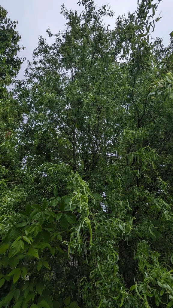 Salix Matsudana