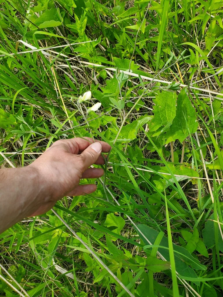 Baptisia Alba