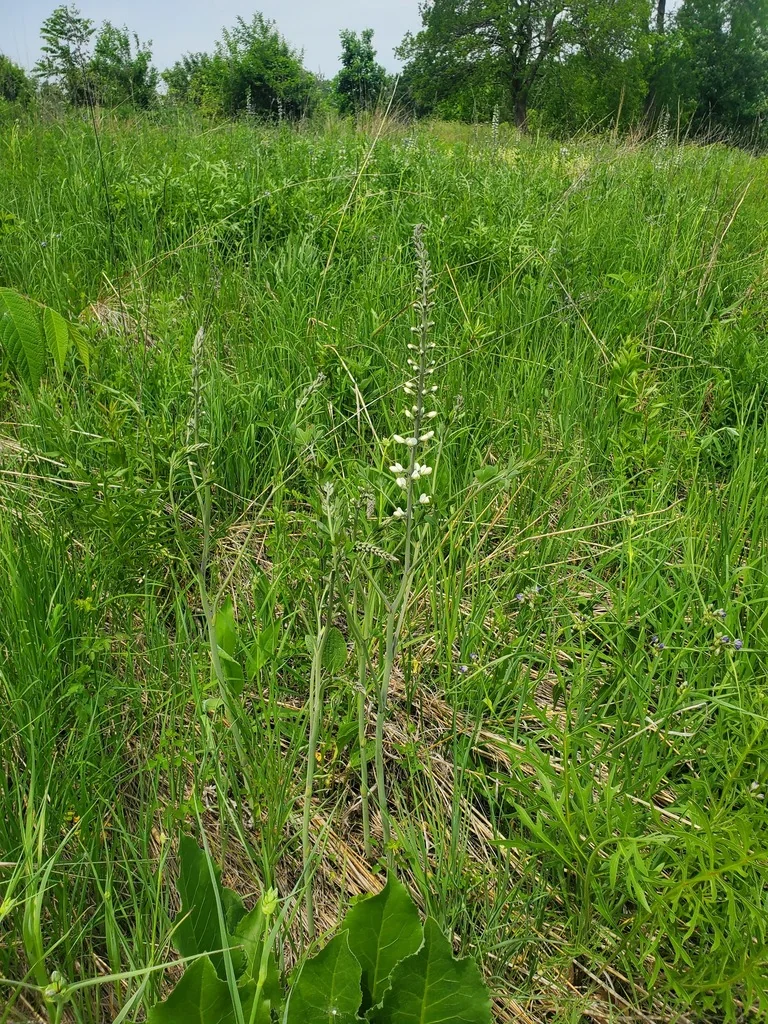Baptisia Alba