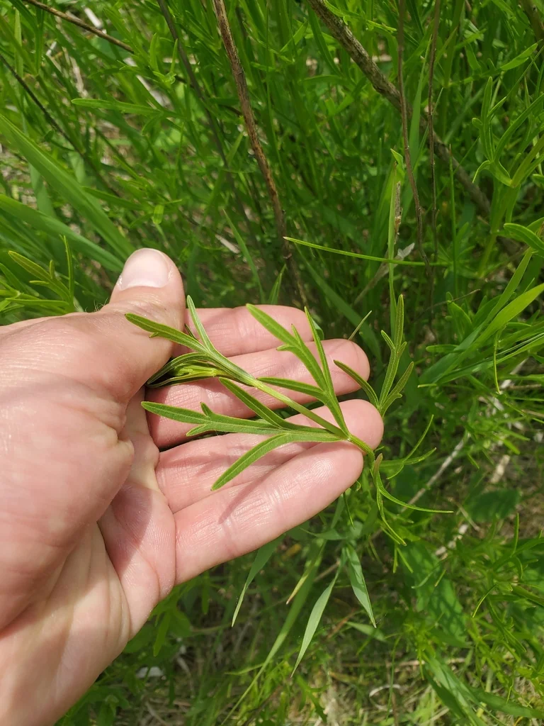 Coreopsis Palmata