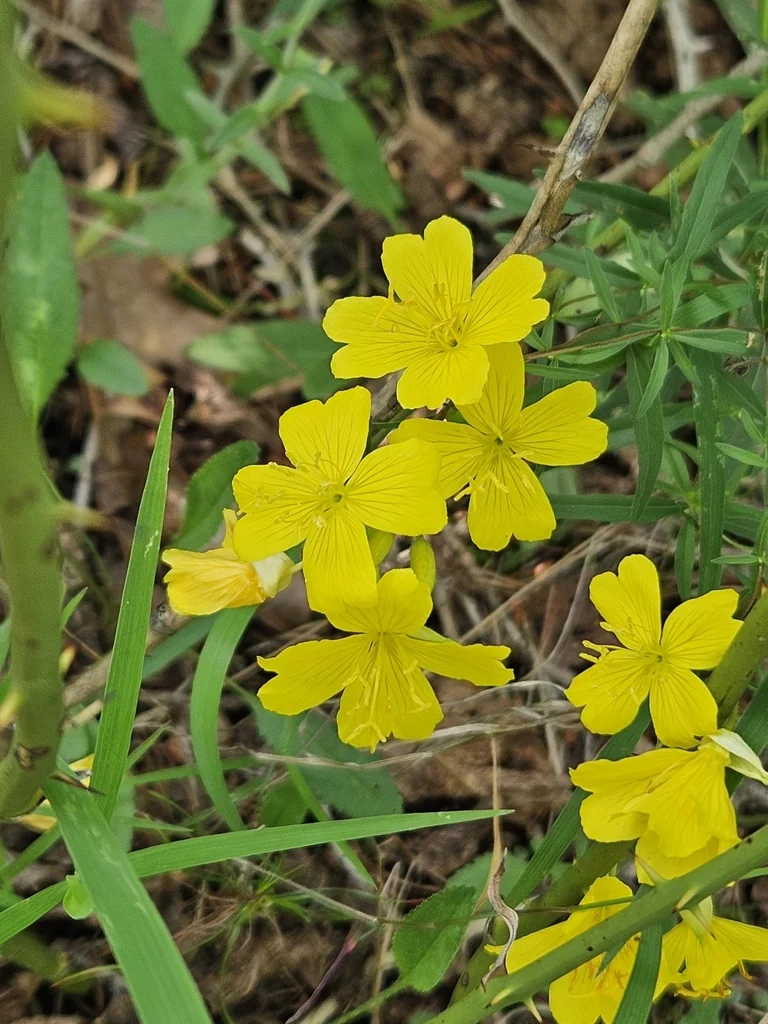 Oenothera Fruticosa