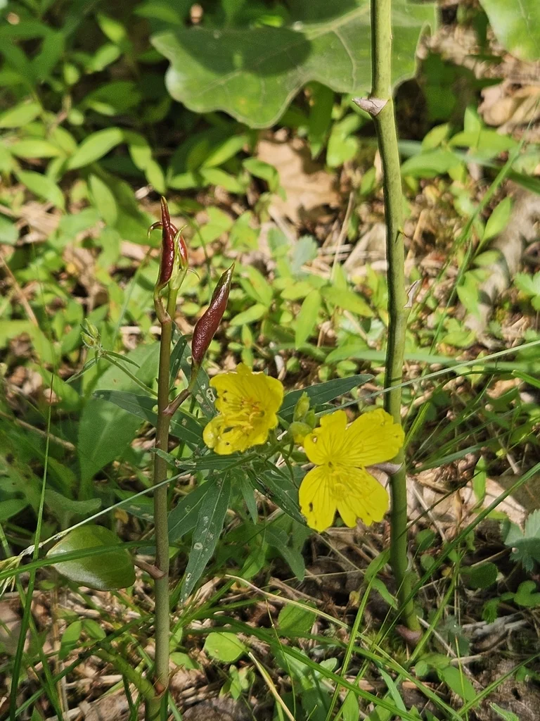 Oenothera Fruticosa