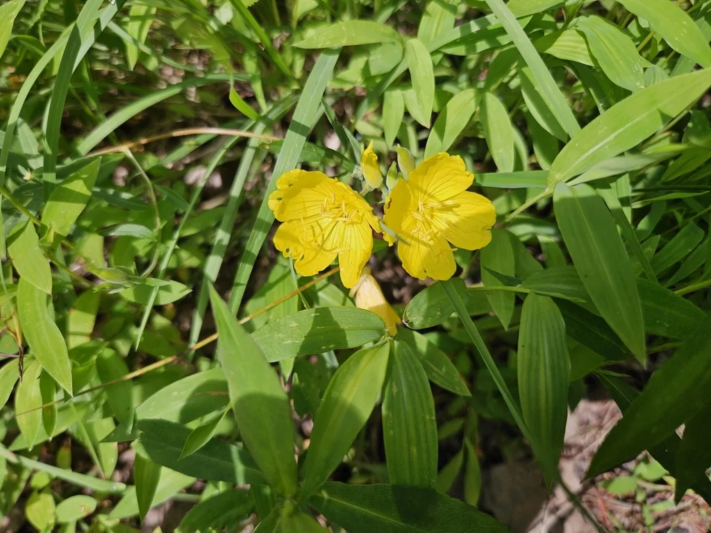 Oenothera Fruticosa