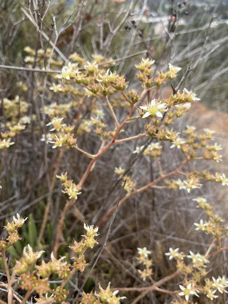 Dudleya Edulis