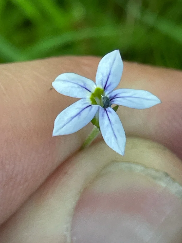 Pratia Pedunculata