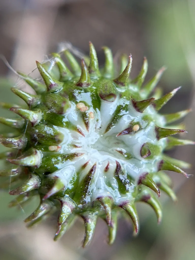 Grindelia stricta
