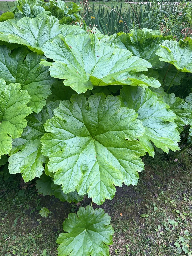 Darmera Peltata