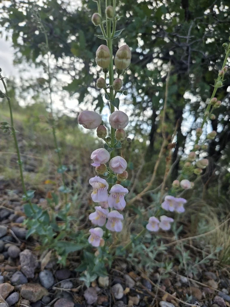 Penstemon Palmeri