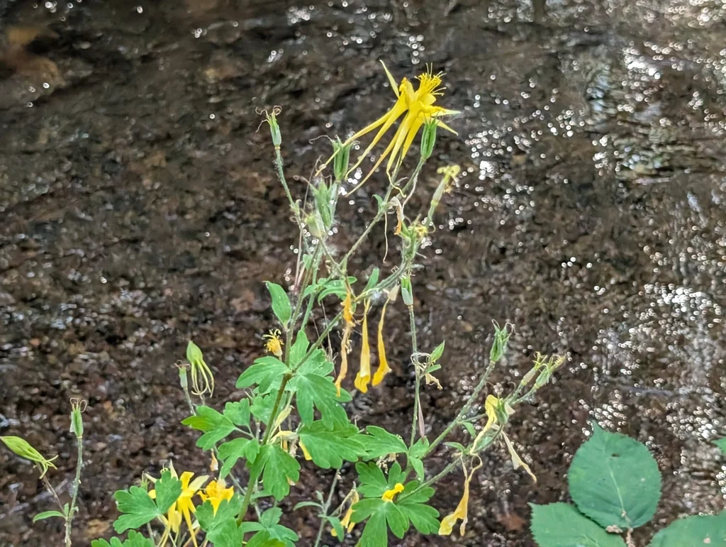 Aquilegia Chrysantha