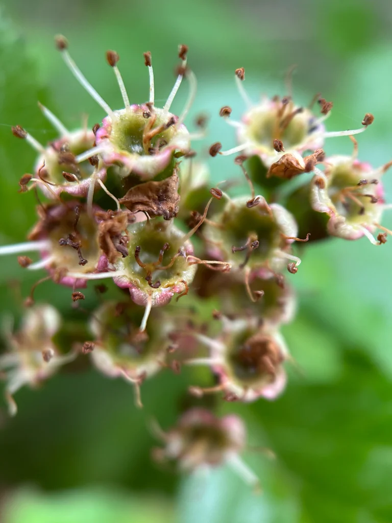 Crataegus Douglasii
