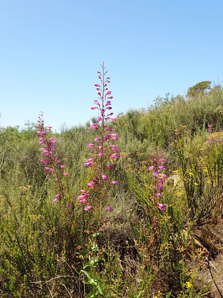 Penstemon Spectabilis