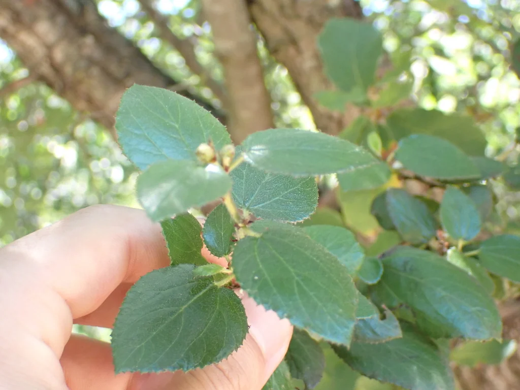 Ceanothus Oliganthus