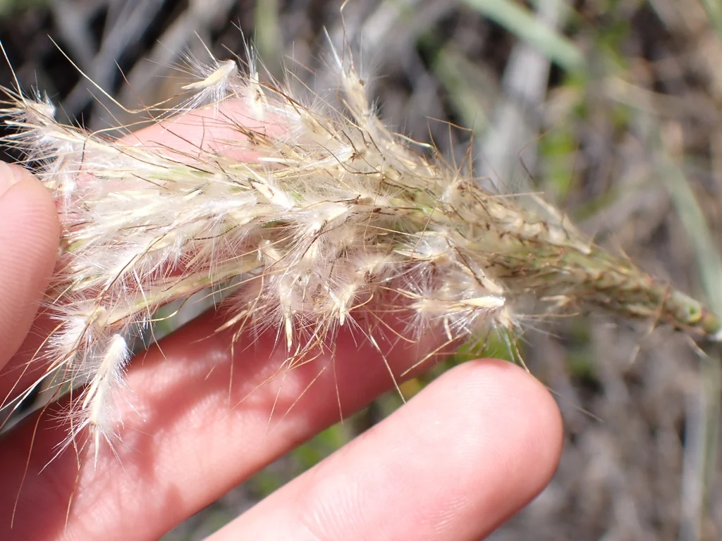 Bothriochloa Barbinodis