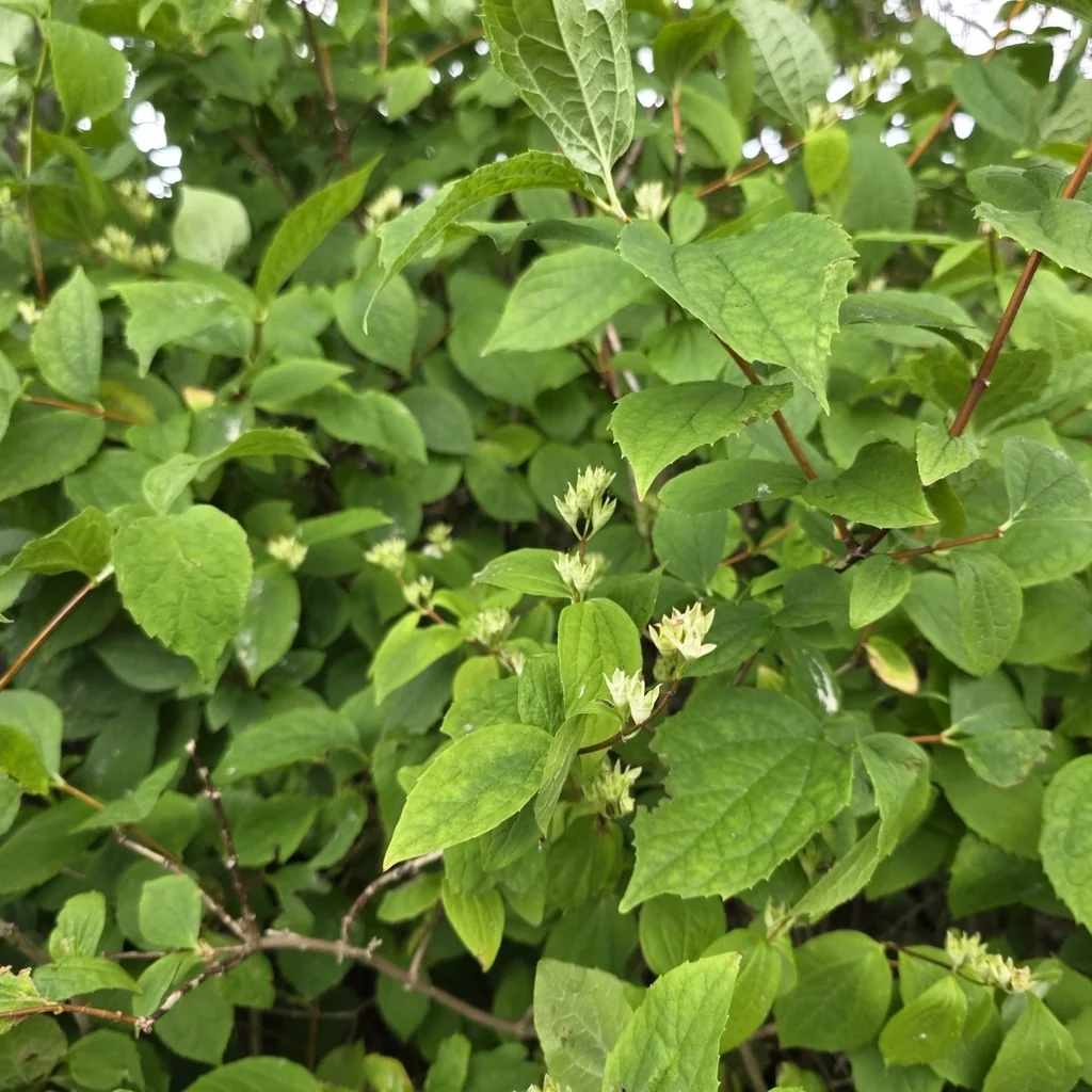 Philadelphus Coronarius