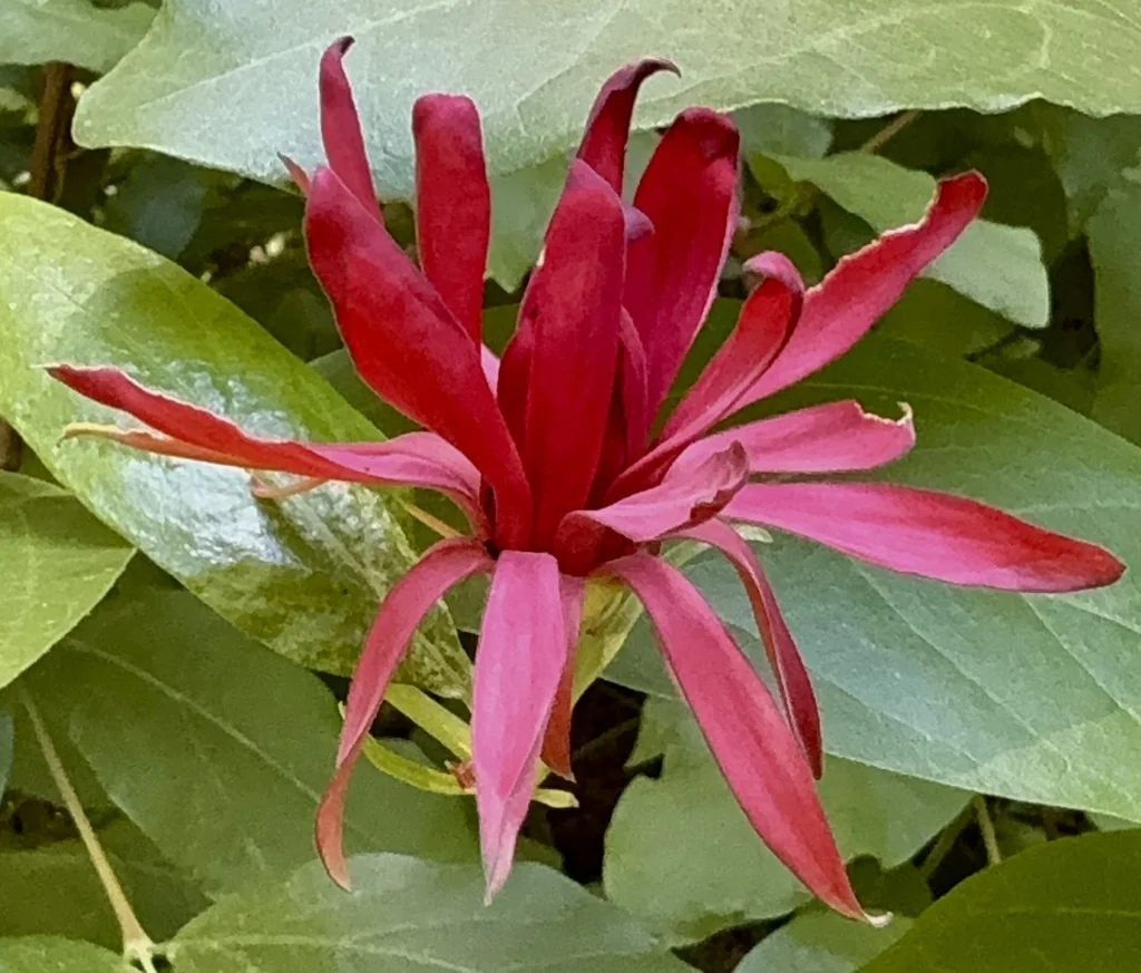 Calycanthus Occidentalis