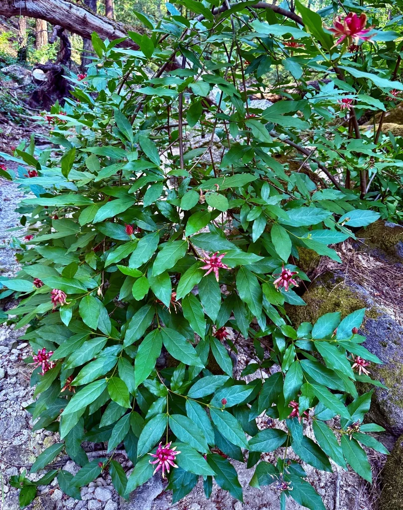 Calycanthus Occidentalis