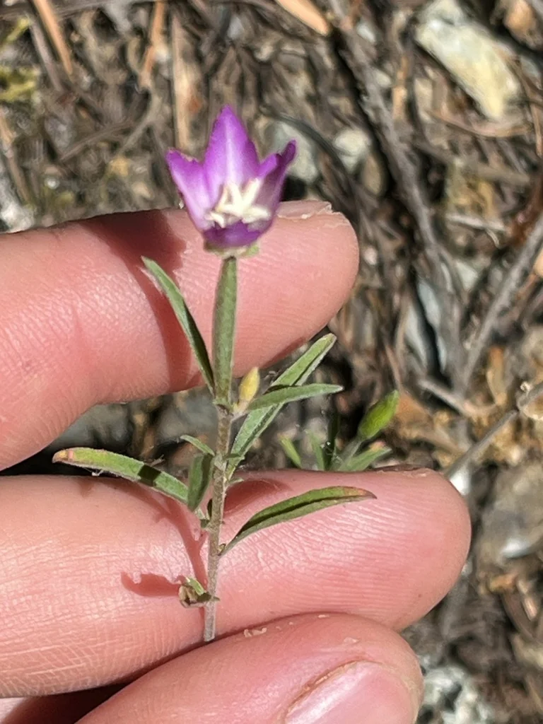 Clarkia Amoena